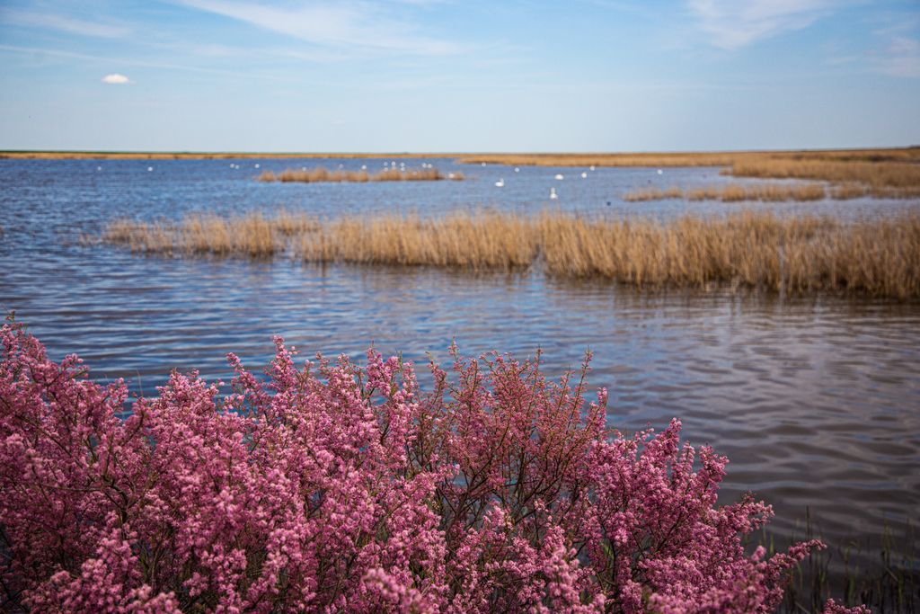Photo №2 of Lake Manych-Gudilo
