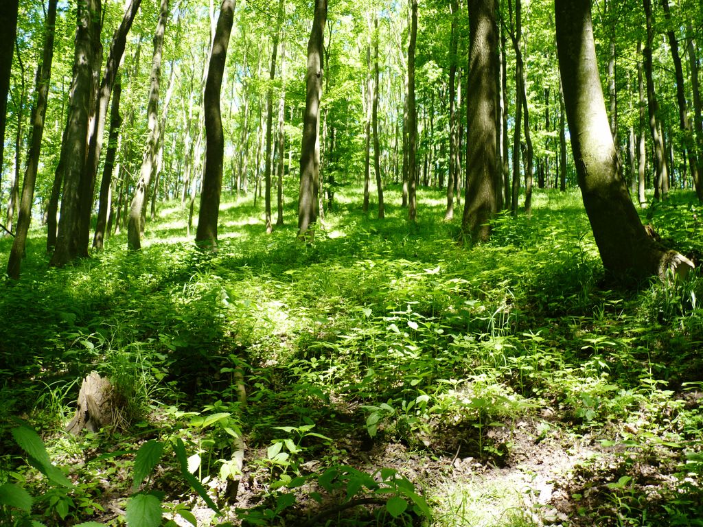 Photo №11 of Maják