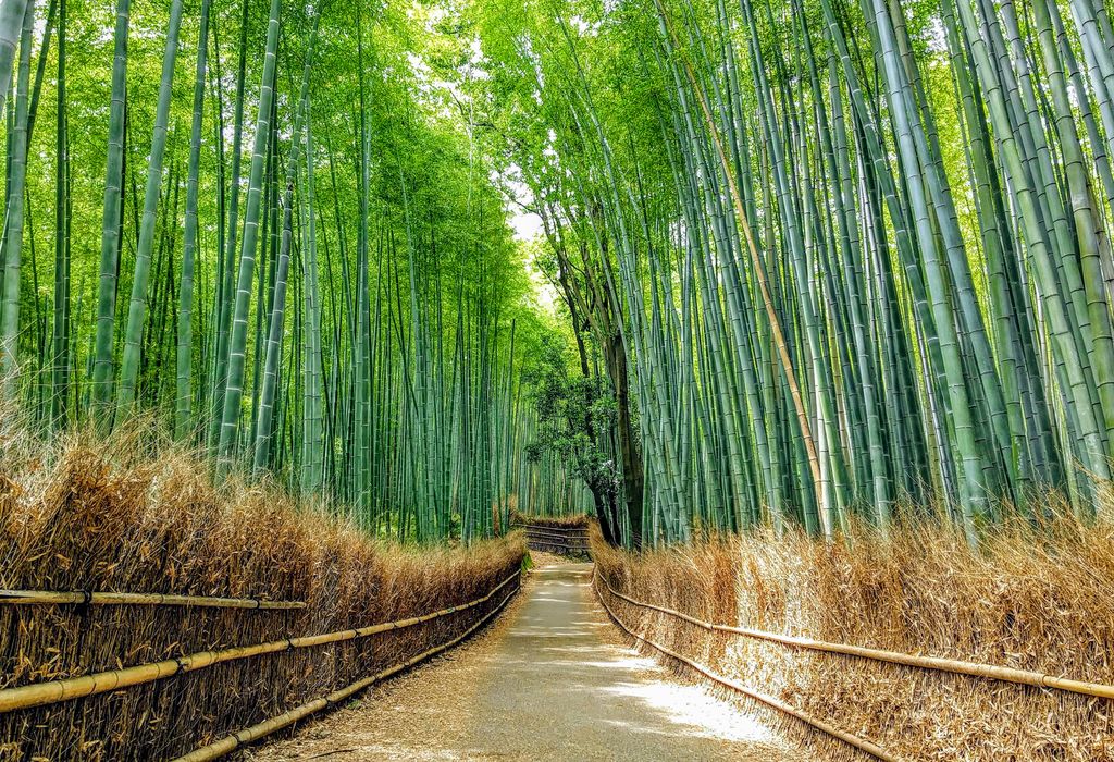 Photo №4 of Arashiyama