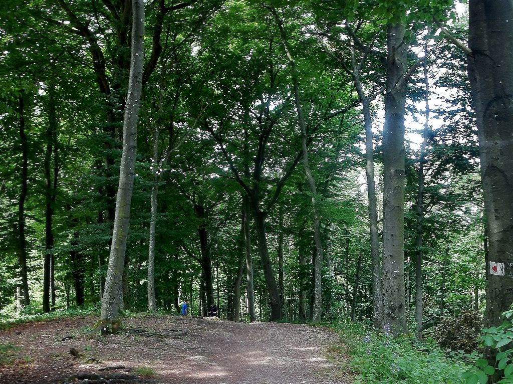 Photo №2 of Langert