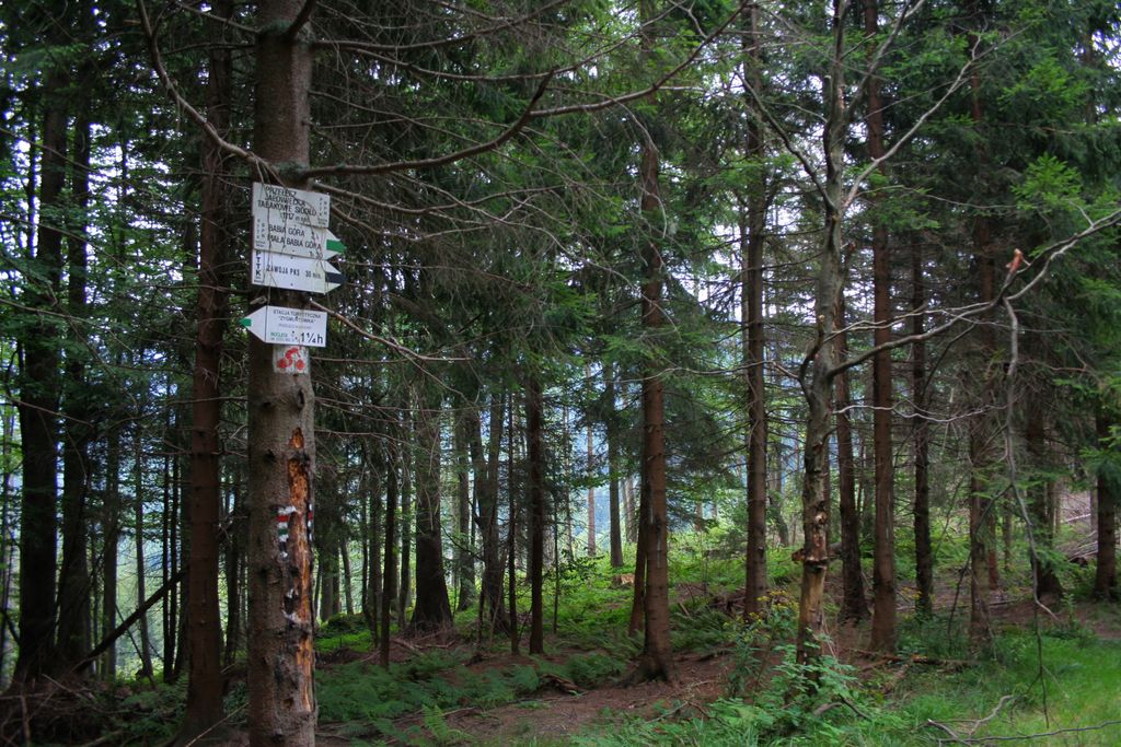 Photo №2 of Przełęcz Jałowiecka Północna