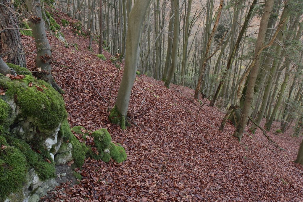 Photo №9 of Altschloßberg