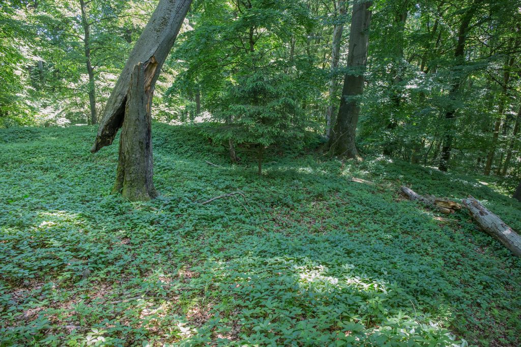 Photo №7 of Plankenstein