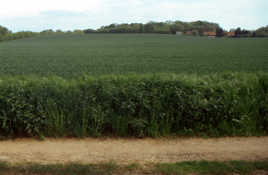 Photo №2 of Calenberg
