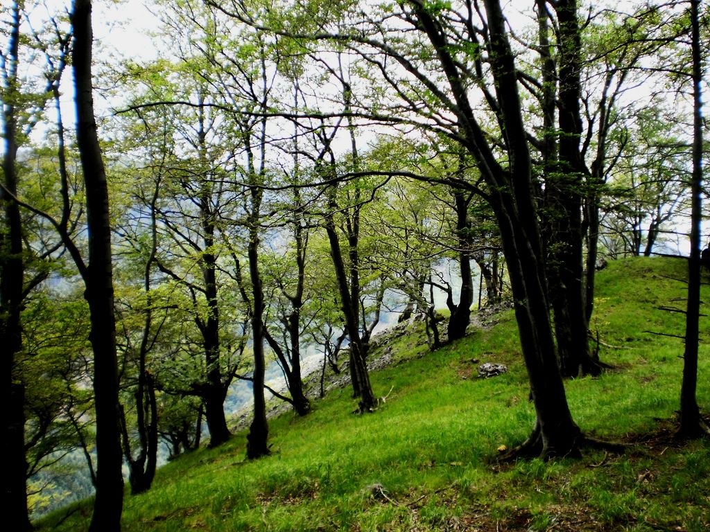 Photo №2 of Dedová