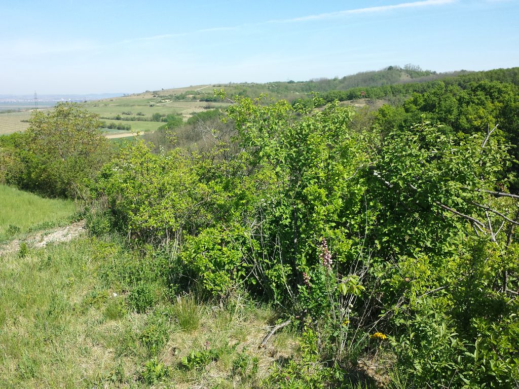 Photo №6 of Galgenberg