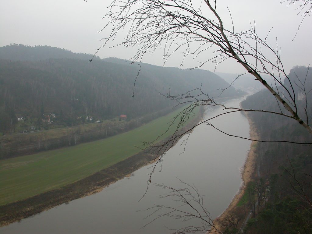 Biene