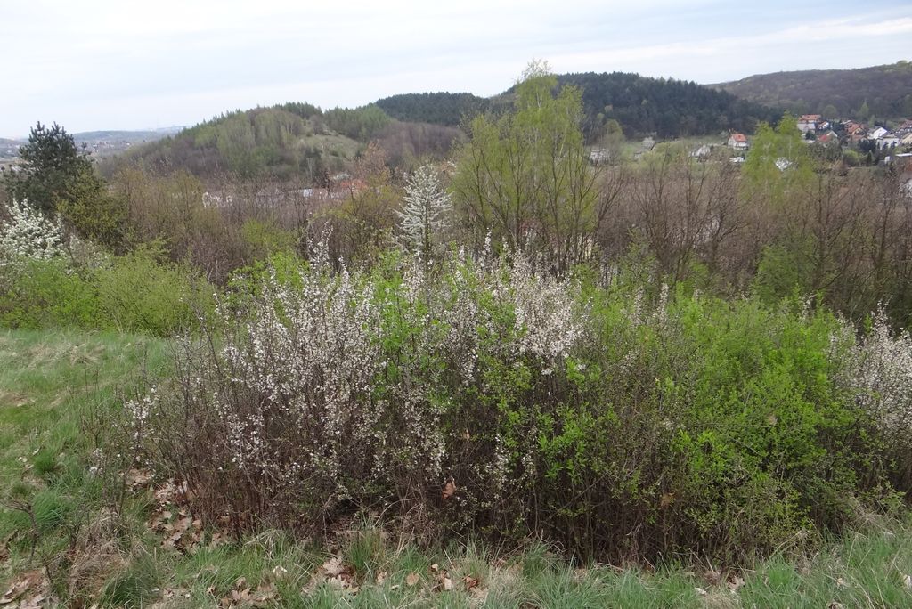 Photo №1 of Duża Kowodrza