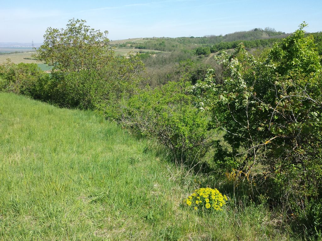 Photo №5 of Galgenberg