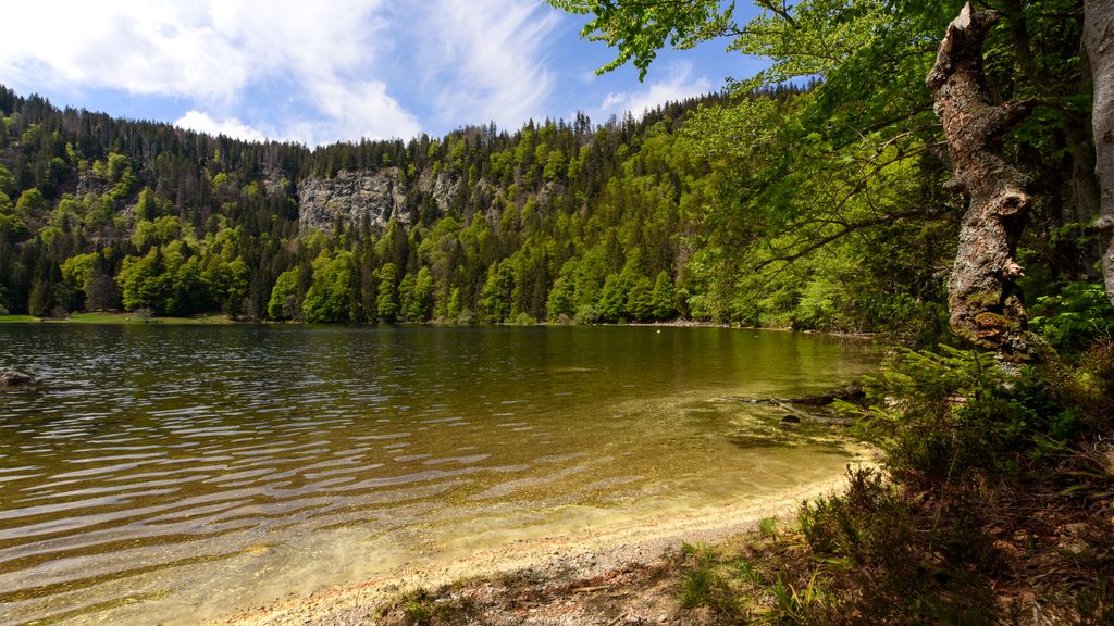Feldsee