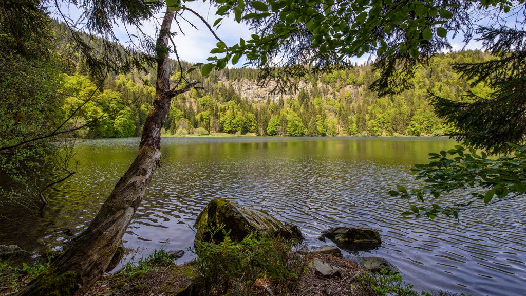 Feldsee