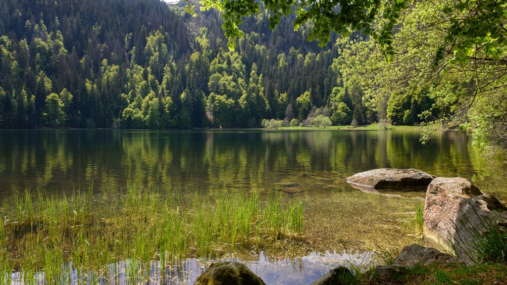 Feldsee
