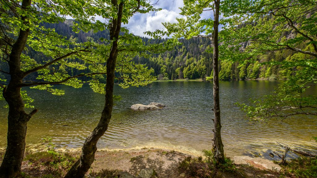 Feldsee