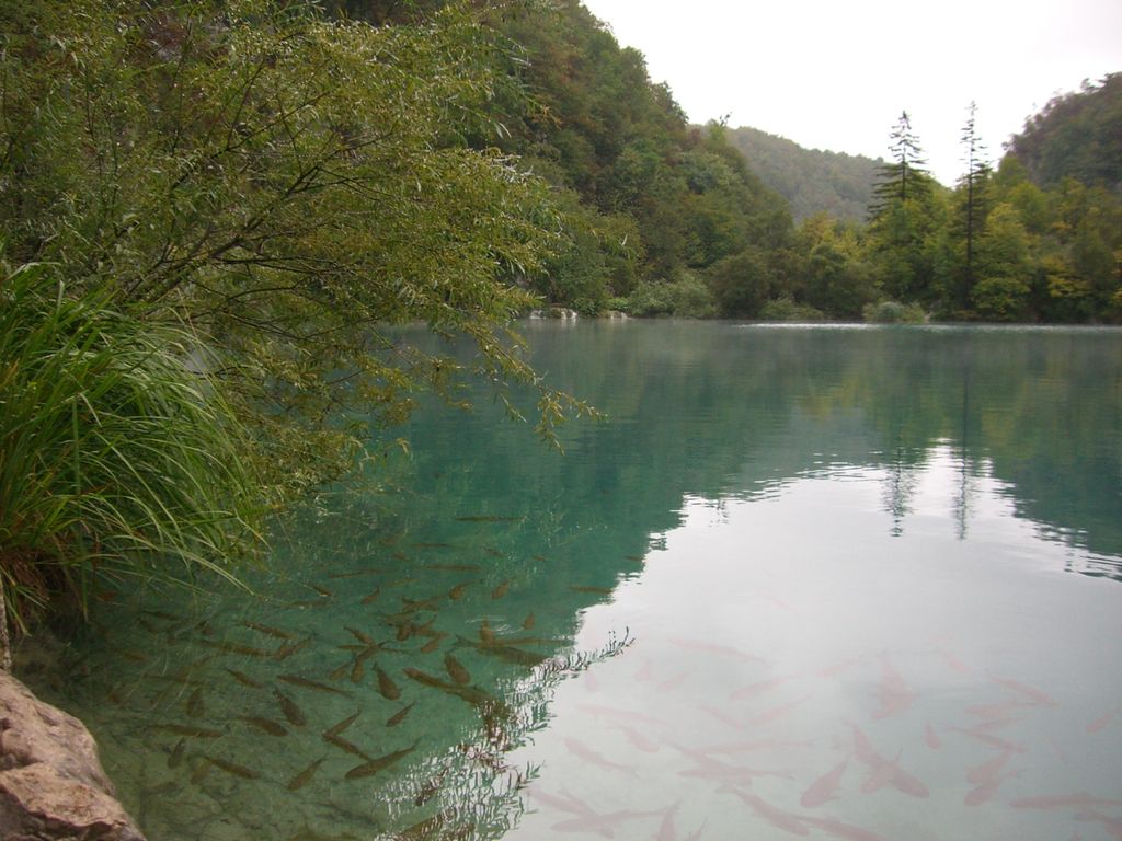 Gavanovac