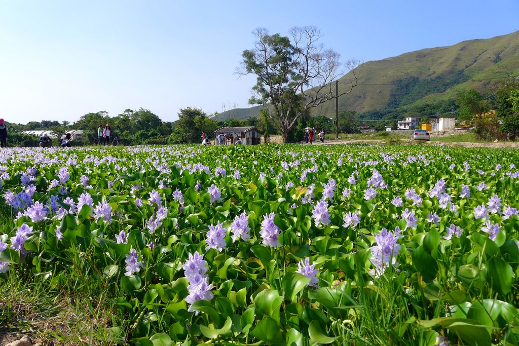 Photo №2 of Fung Kat Heung