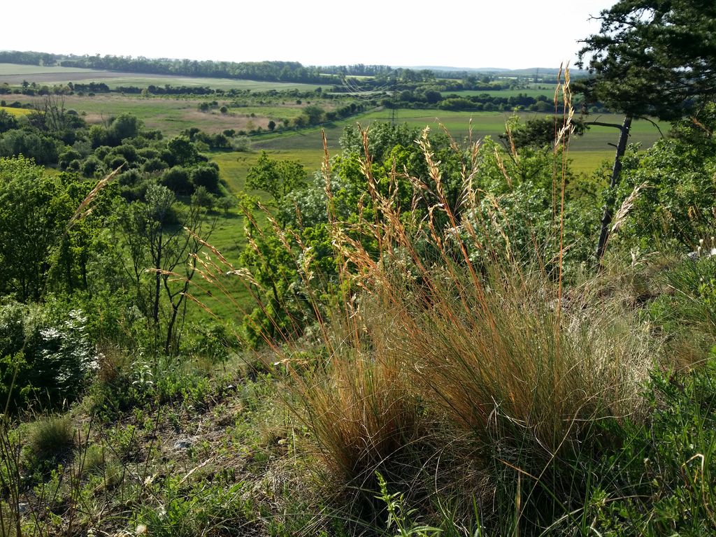 Photo №5 of Šibeniční vrch [Mikulov na Moravě]
