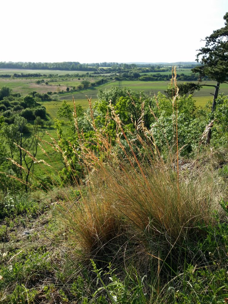 Photo №6 of Šibeniční vrch [Mikulov na Moravě]