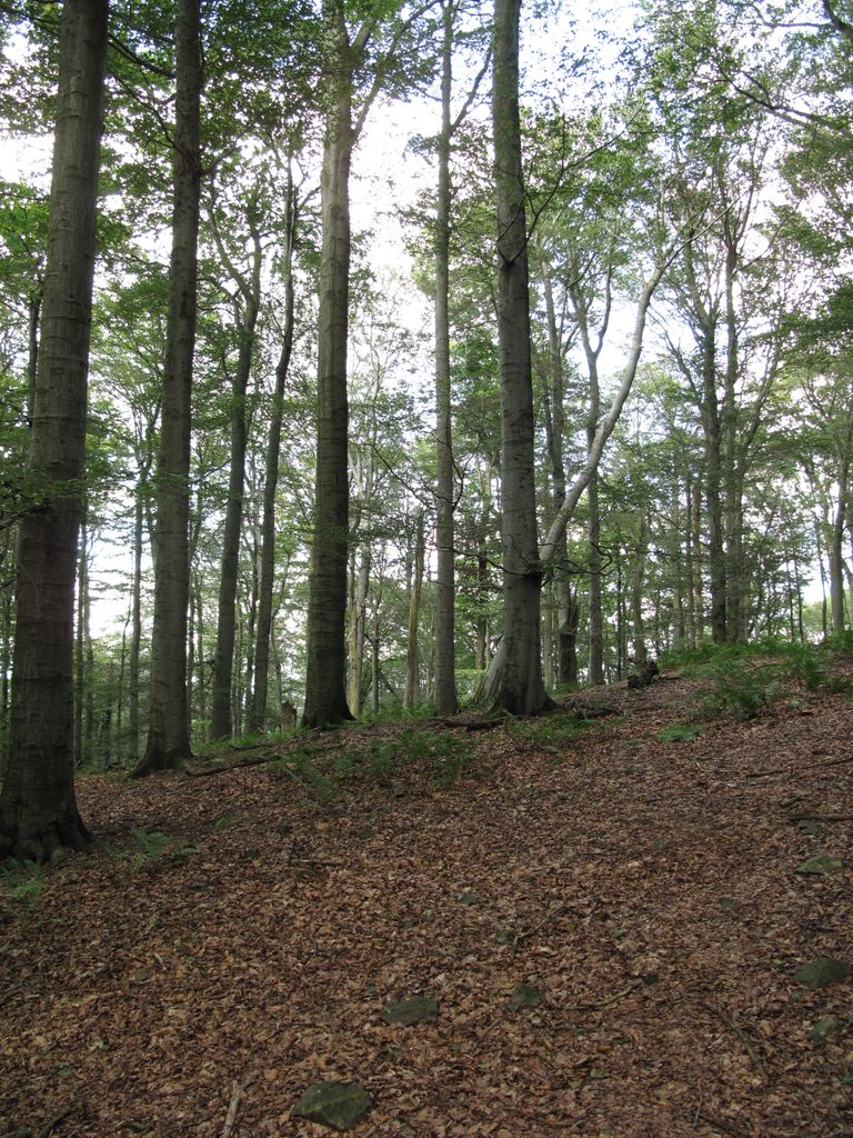Photo №2 of Suchá hora
