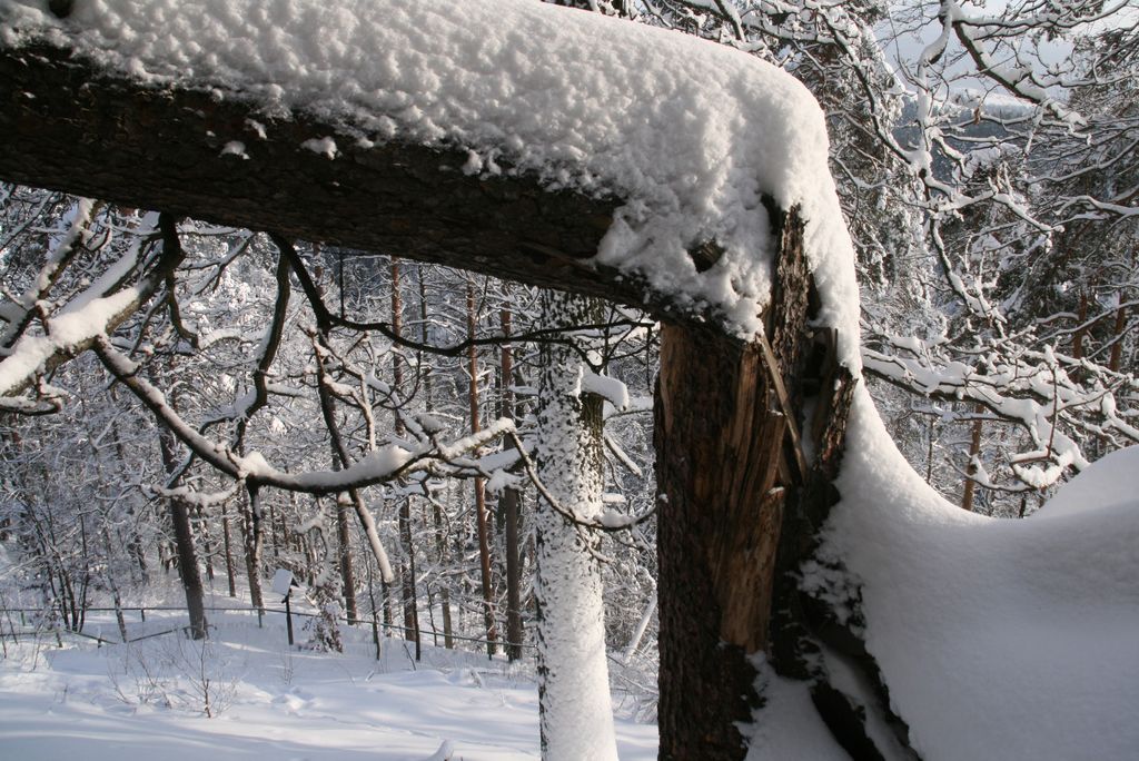 Okurka