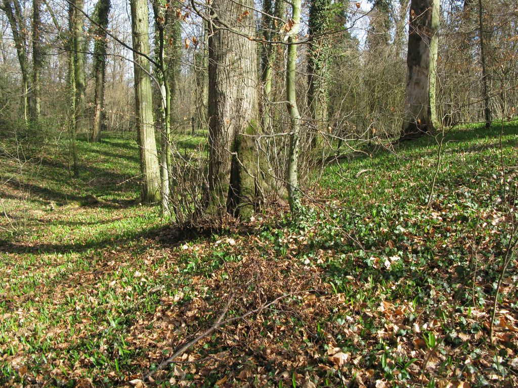 Photo №2 of Honigbuck