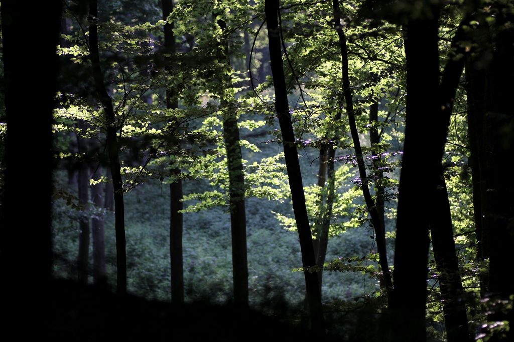 Photo №1 of Wolfsrück