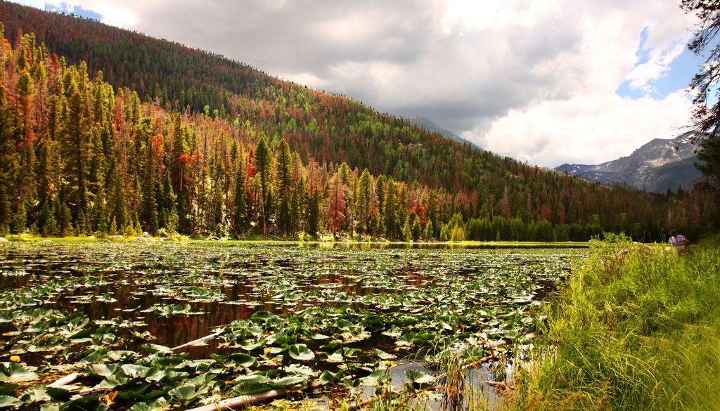 Photo №4 of Cub Lake