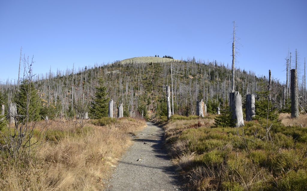 Bayerischer Wald National Park – Lusen Trail