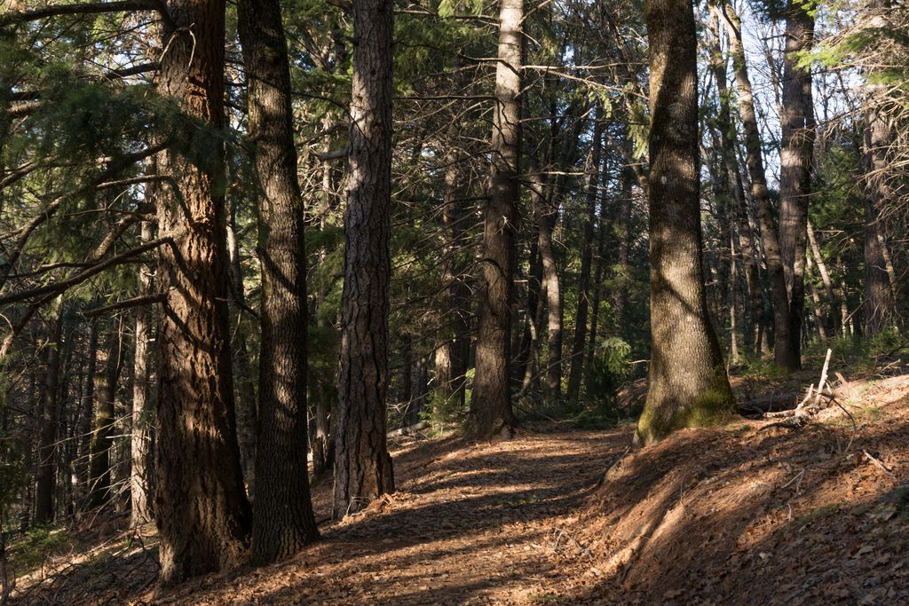 Photo №1 of Kettlebelly Ridge