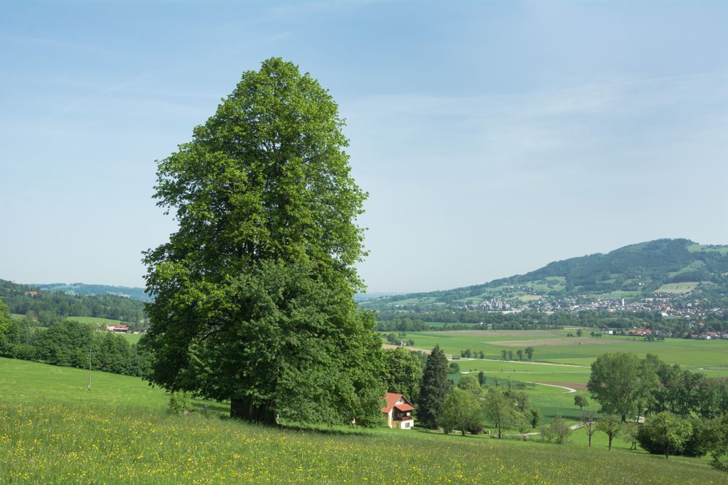 Photo №3 of Grillenparz