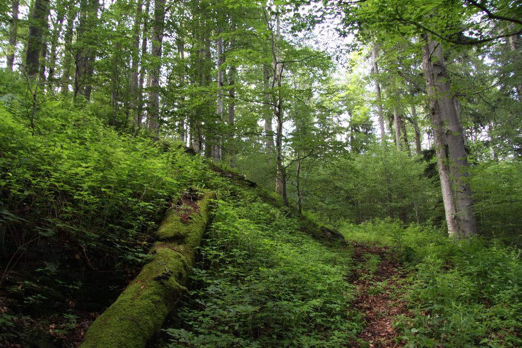Photo №3 of Jilmová skála