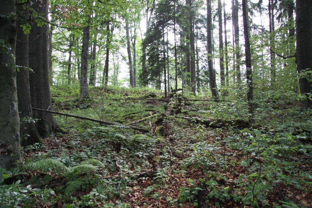 Photo №5 of Jilmová skála