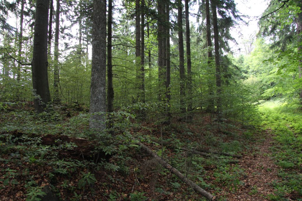 Photo №7 of Jilmová skála