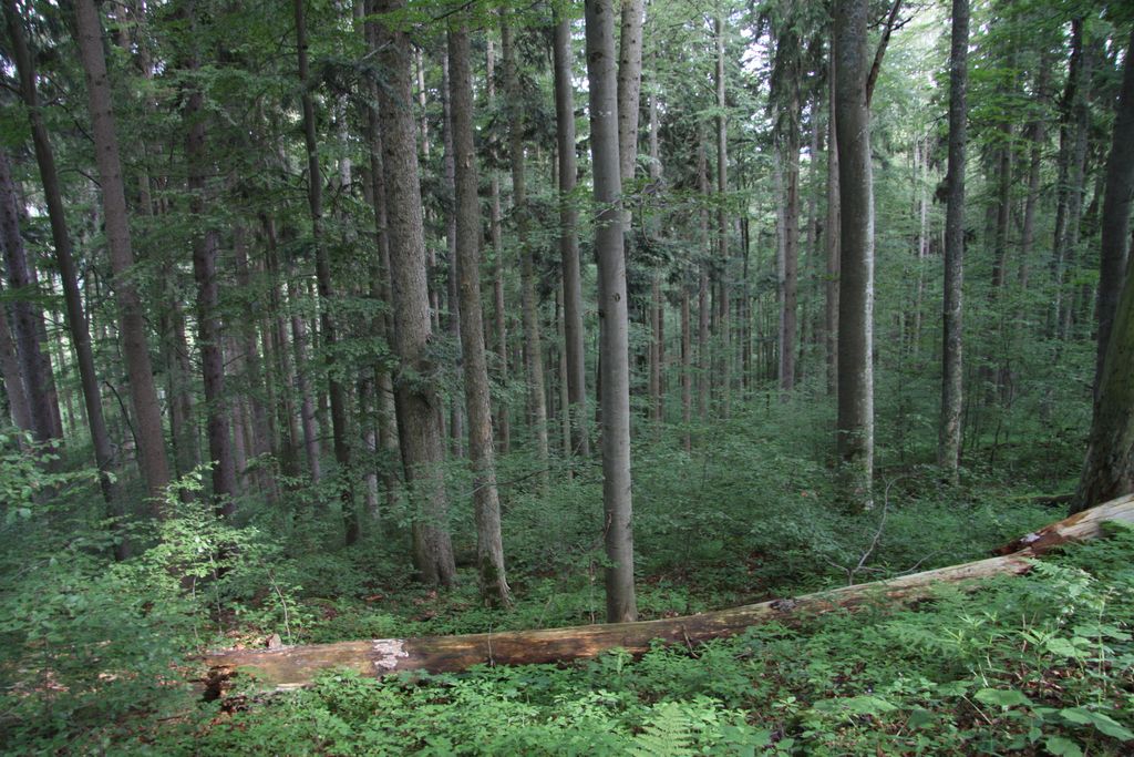 Photo №11 of Jilmová skála