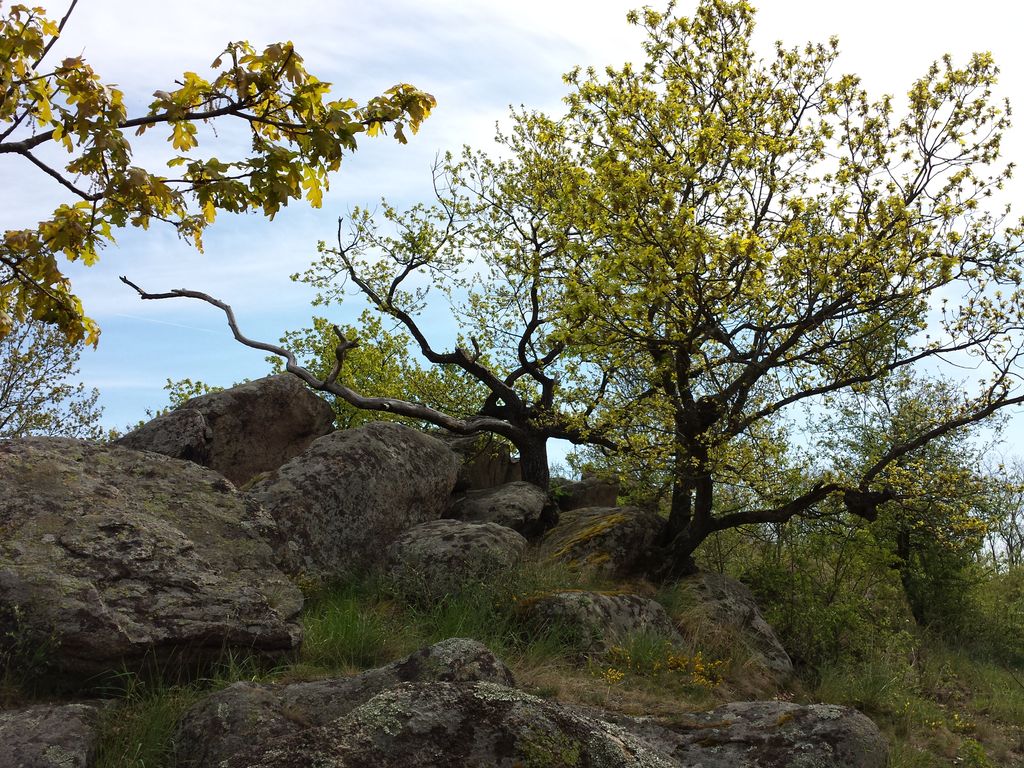 Photo №2 of Fehhaube