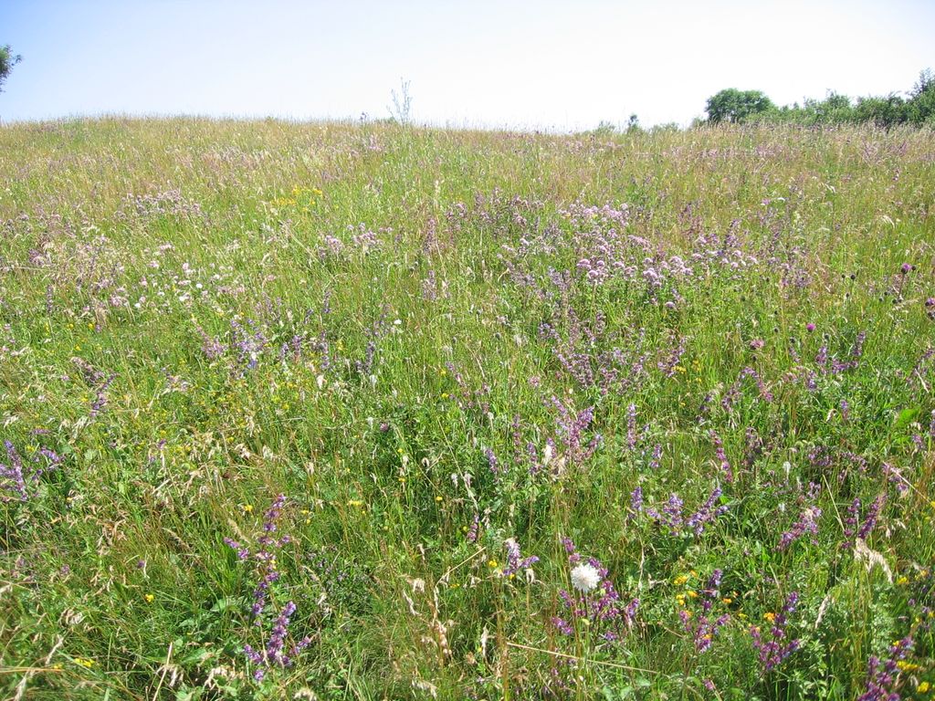 Photo №1 of Svinec