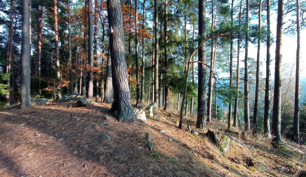 Photo №2 of Radič