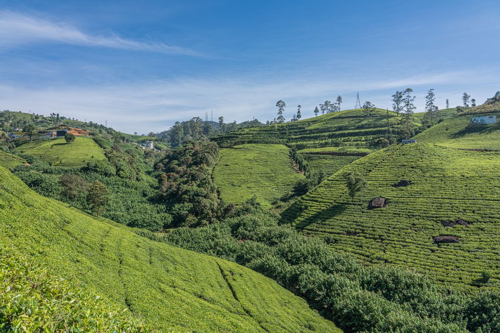 Photo №5 of Nuwara Eliya