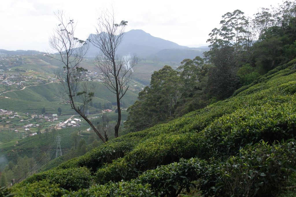Photo №3 of Nuwara Eliya