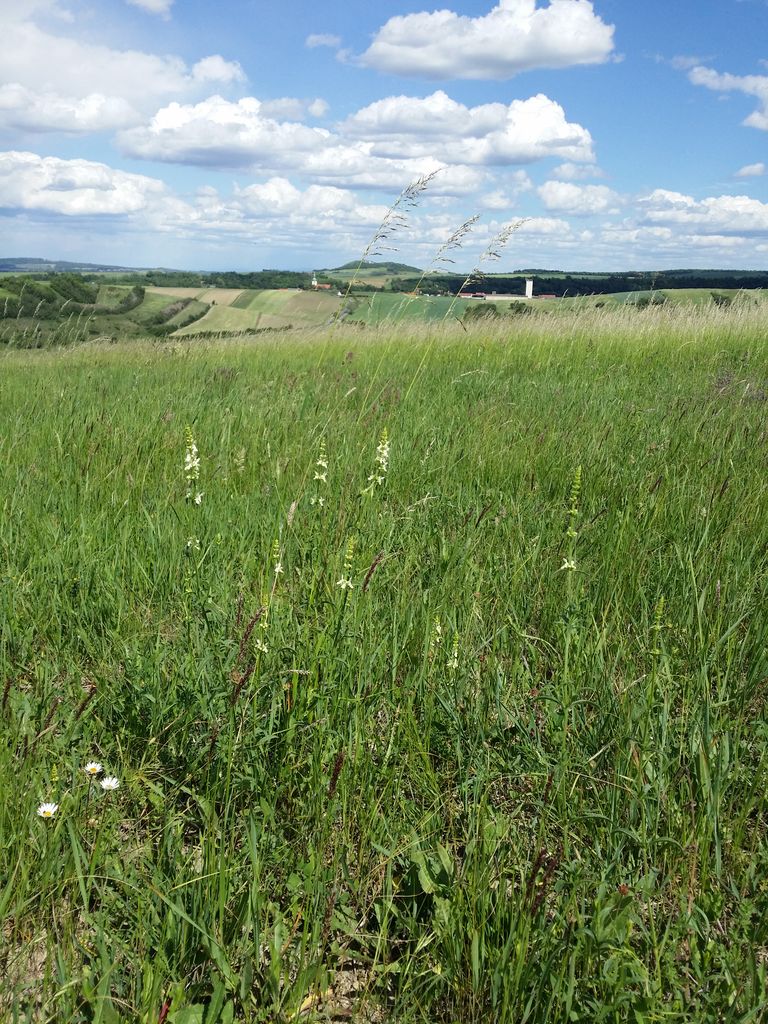 Photo №4 of Leopoldsberg