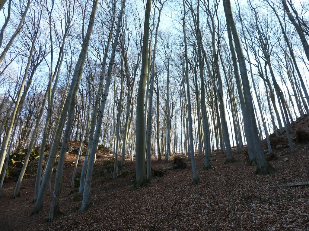 Photo №2 of Třesín