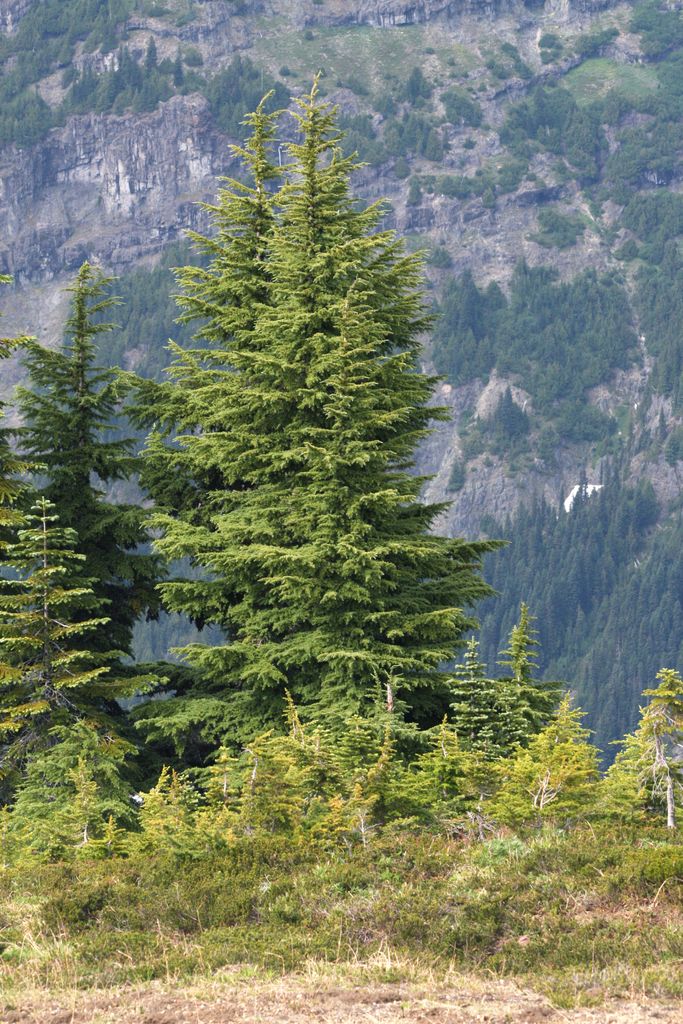 Photo №7 of Cowlitz Divide
