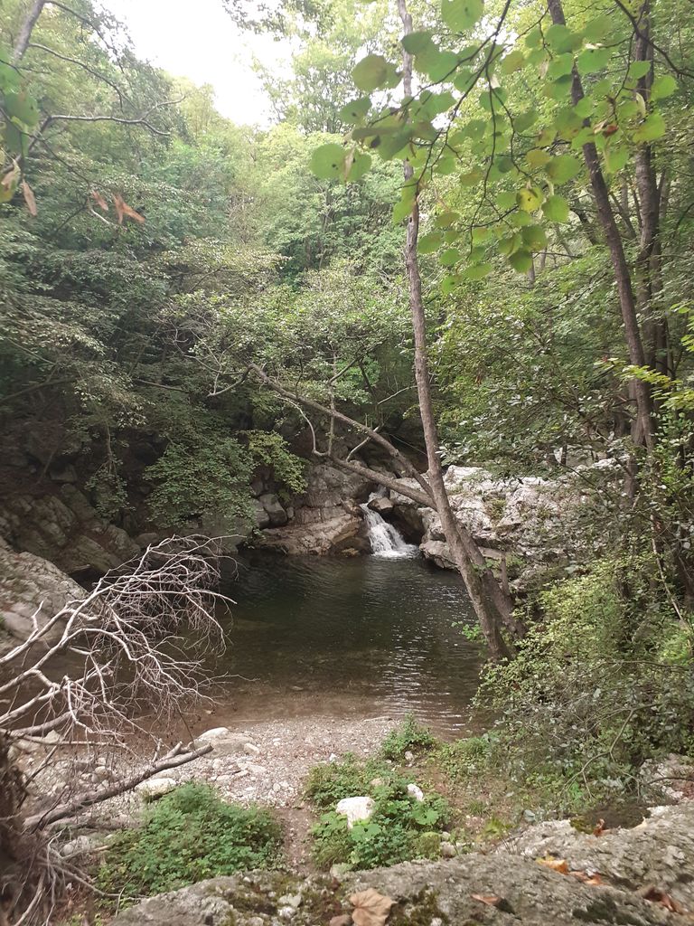 Photo №8 of Jungla