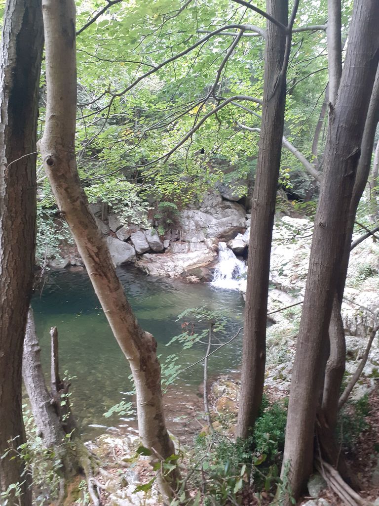 Photo №9 of Jungla
