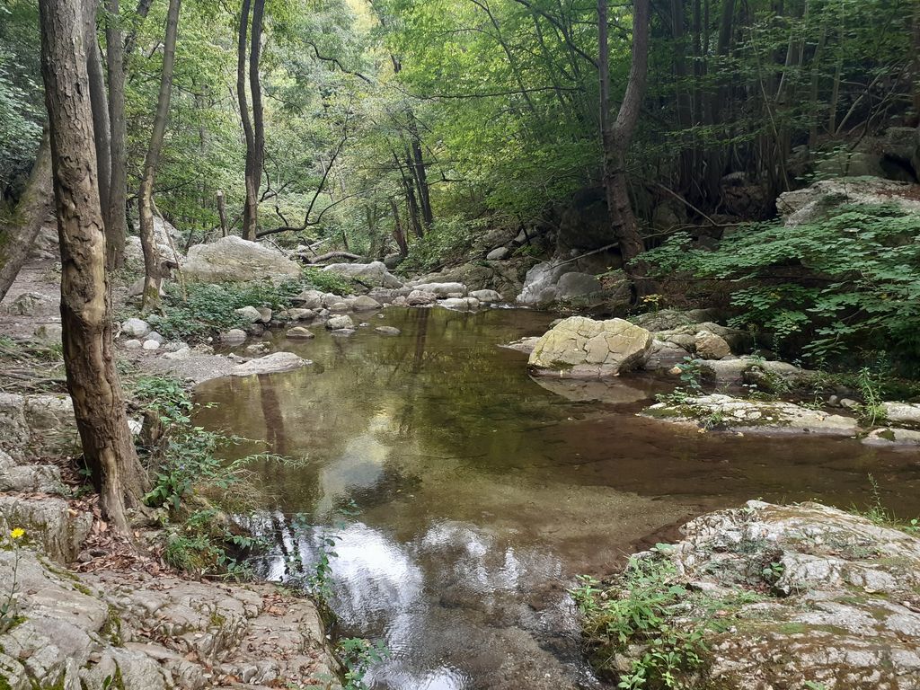 Jungla