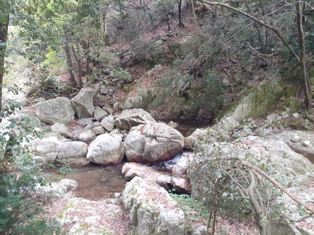 Jungla