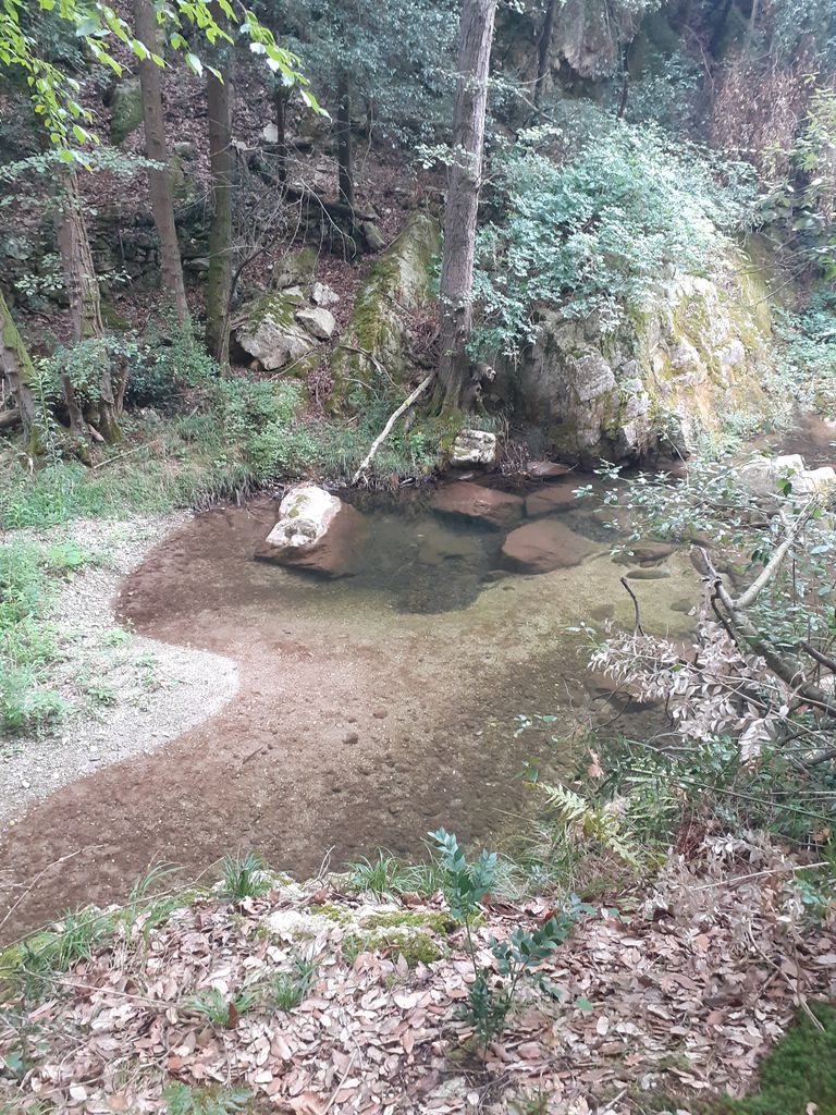 Jungla