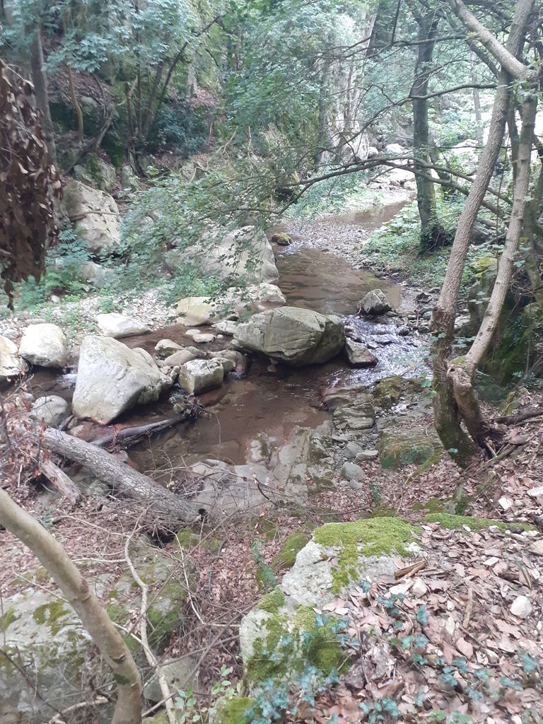 Jungla