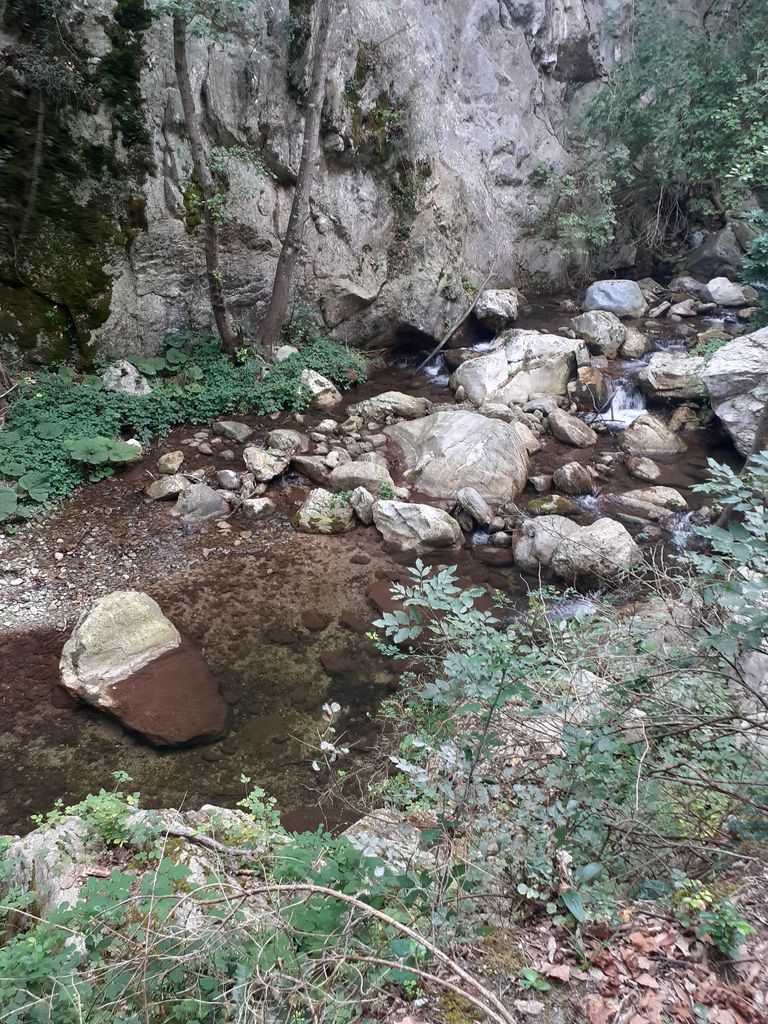 Jungla