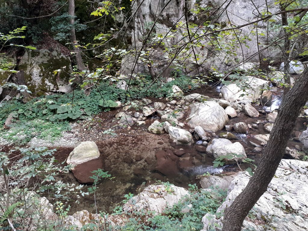 Jungla