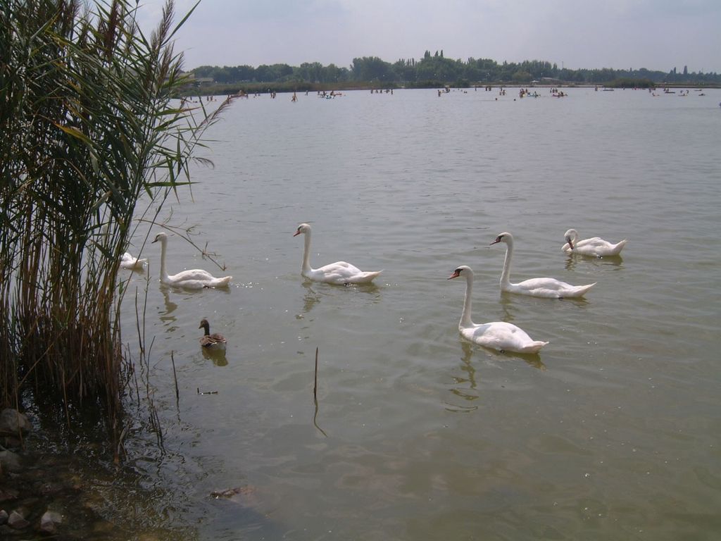 Photo №2 of Lake Velence